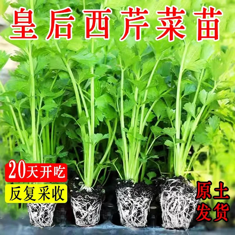 皇后西芹秧苗适合秋冬季蔬菜高产大肉芹菜苗脆嫩阳台盆栽西芹苗子