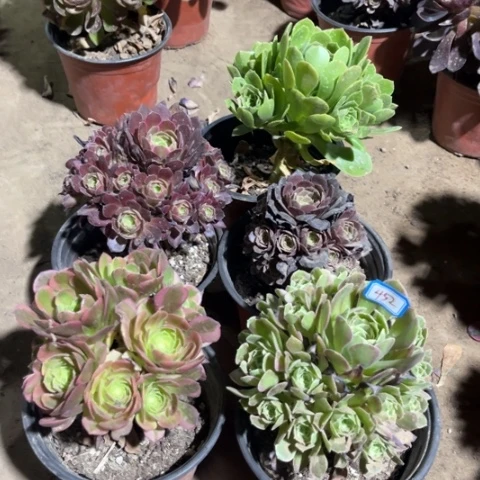 452多肉植物组合