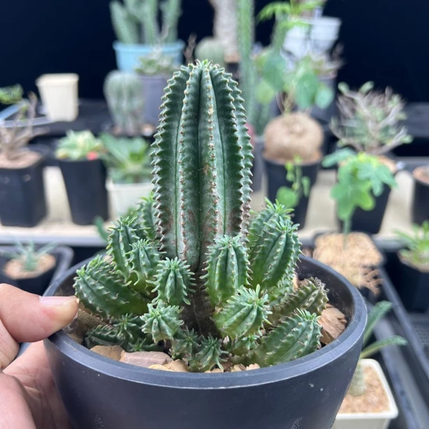 魁伟玉实生大戟植物脱土发