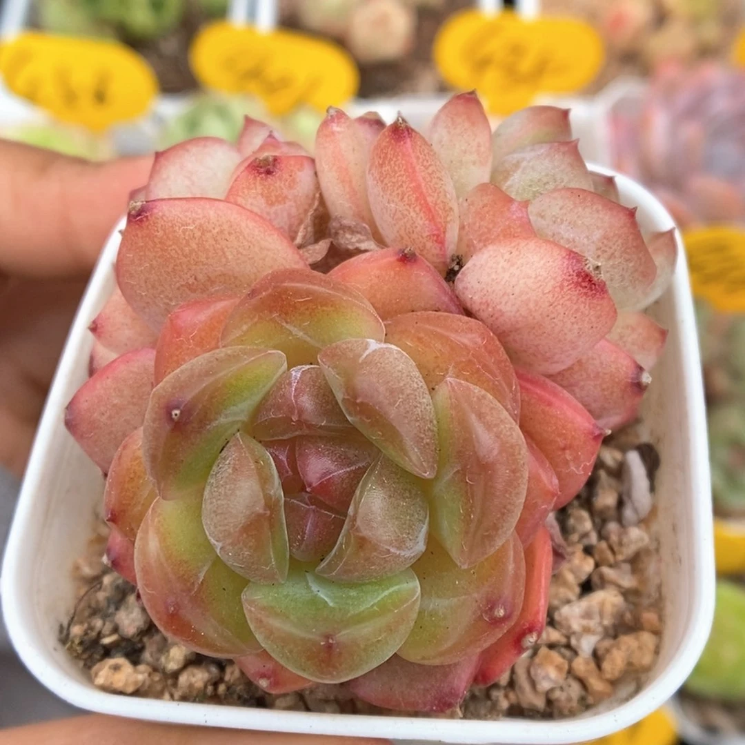 琴心群生可拍793号。