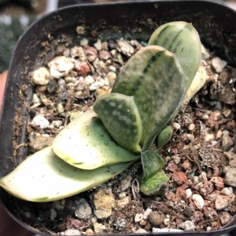奶油蜗牛白锦带盆发货