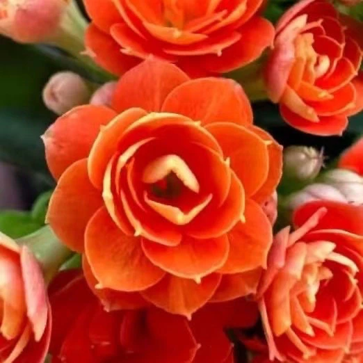 橙色安尼斯长寿花110盆