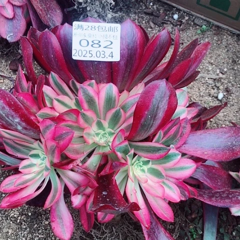 用*3.4-82美杜莎云河多肉植物