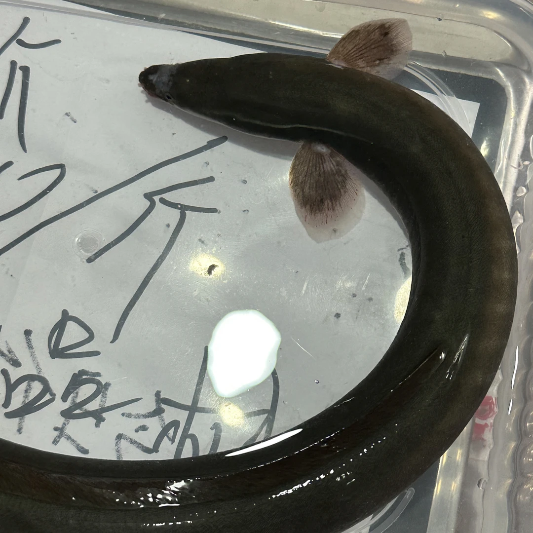特价苏州河鳗 野鳗