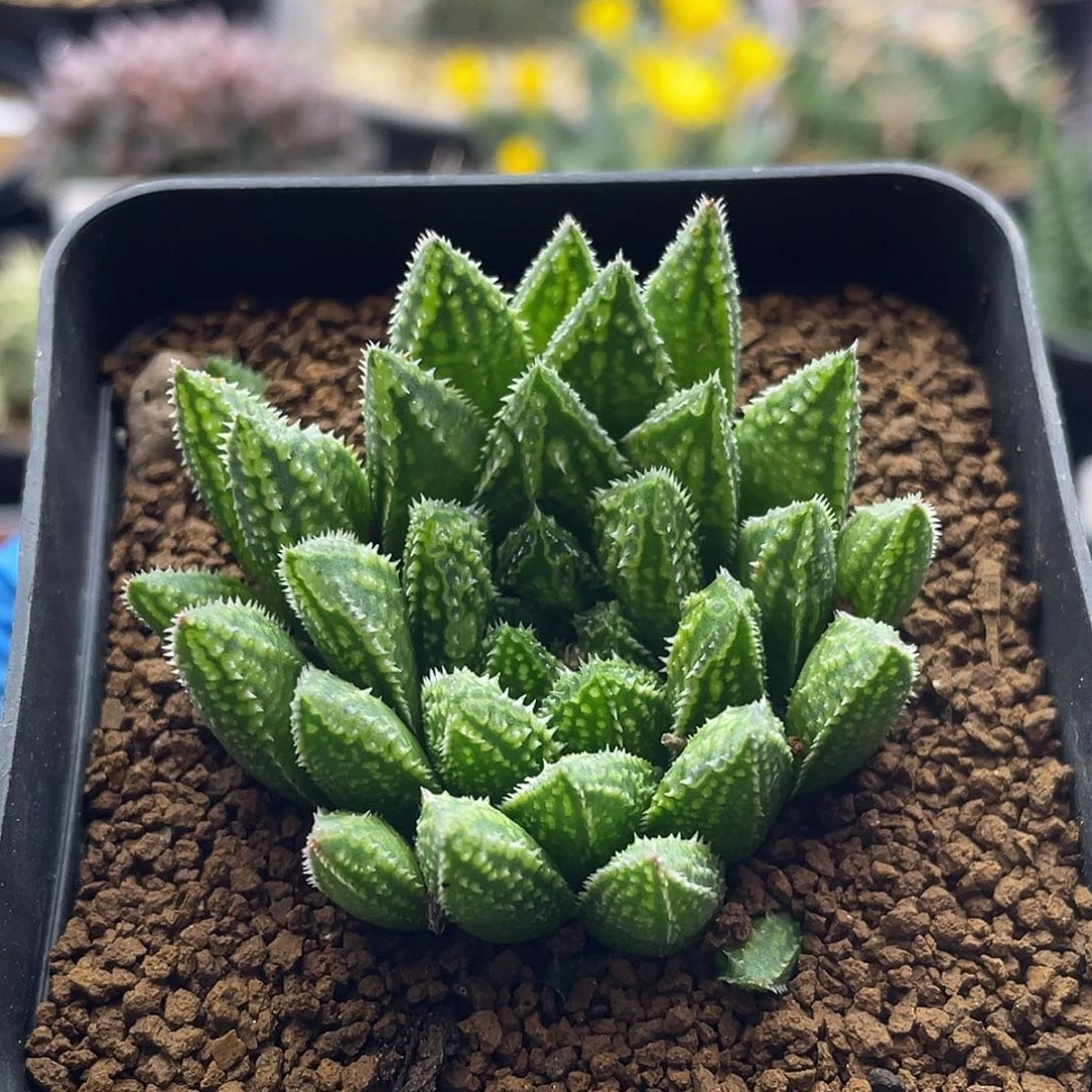 实生丸叶原始龙角仙人球