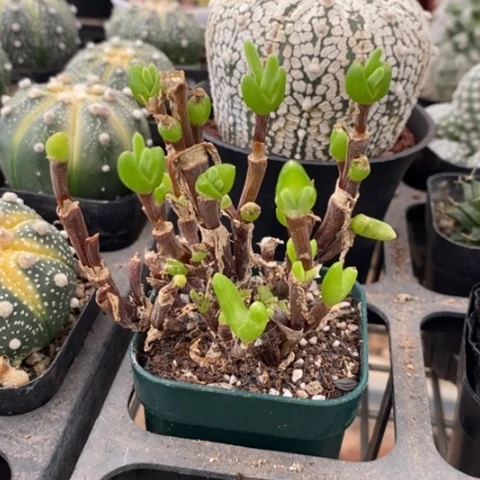 绿花枝干群6仙人球