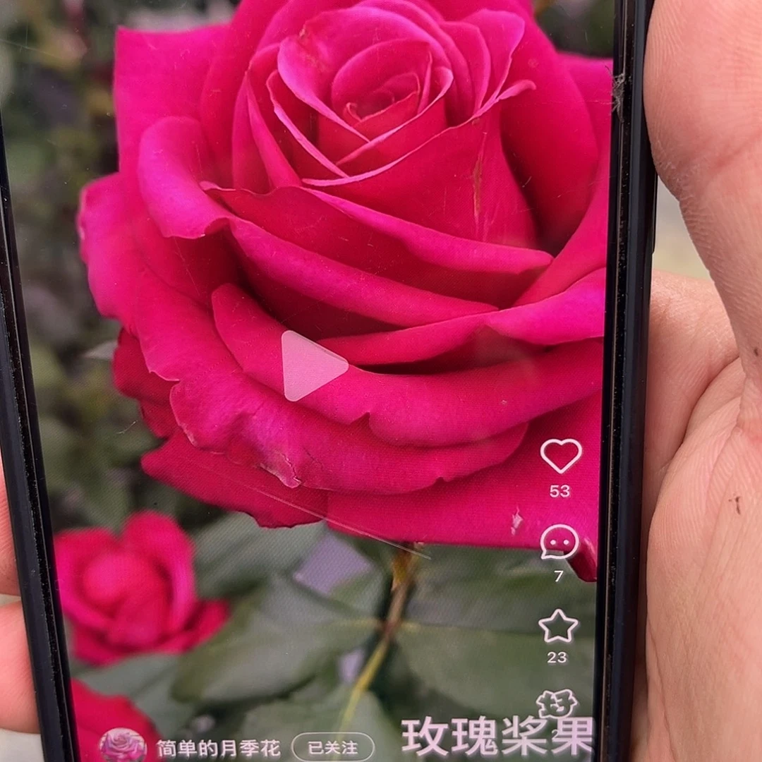 无花朵———玫瑰浆果 福利款