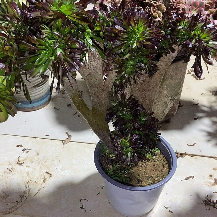 黑法师缀多肉不包断