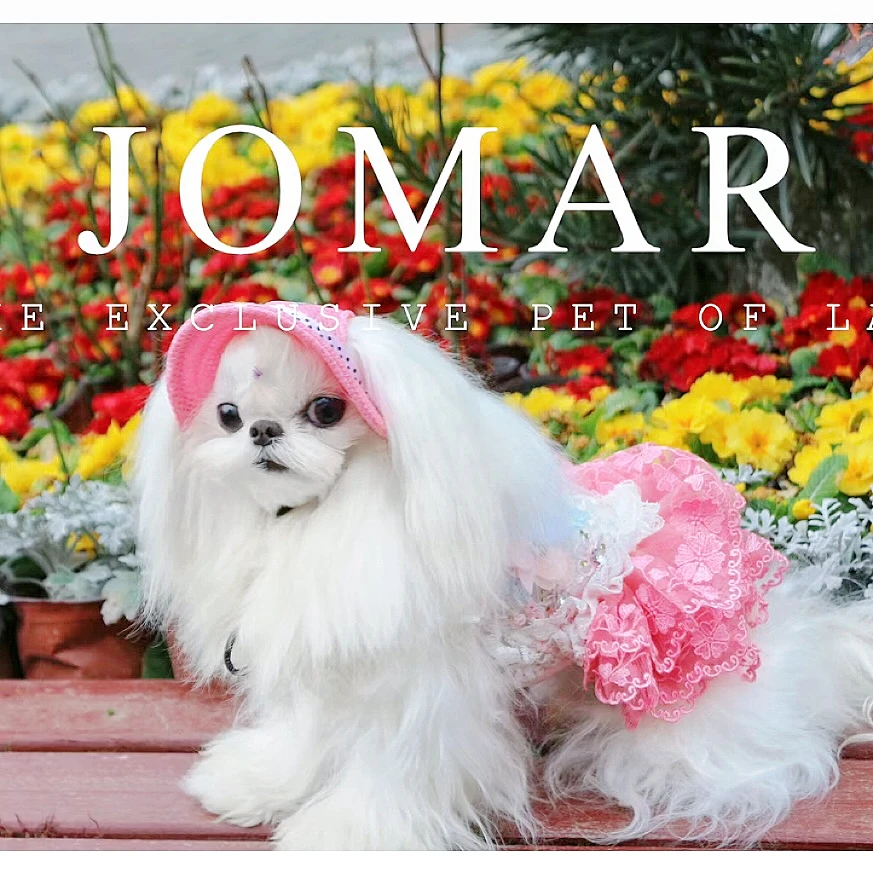 【一】no退no换宠物衣服血亏清仓勿扯皮