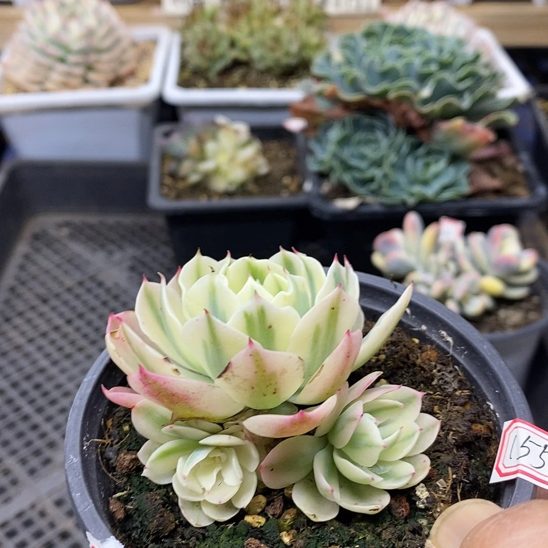 30155 海啸覆轮锦 3 头自然群