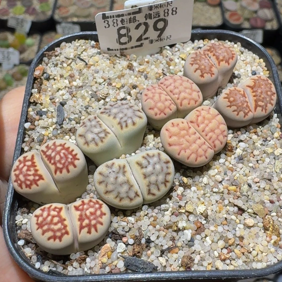 Sssss精品生石花829