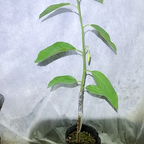 无花朵7****15796357