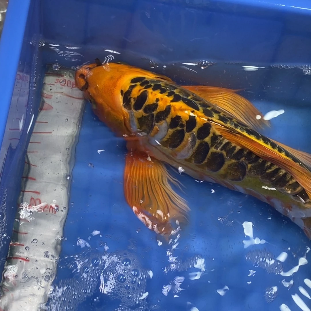 锦鲤冷水锦鲤包邮