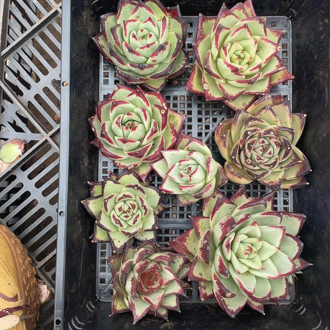 若如东云组拍077