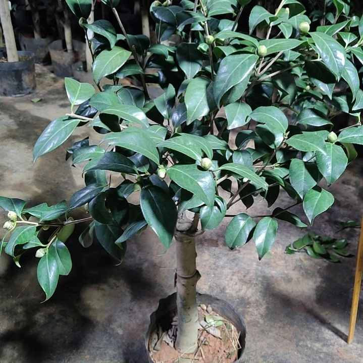 全部花苞云斑大元帅不包邮