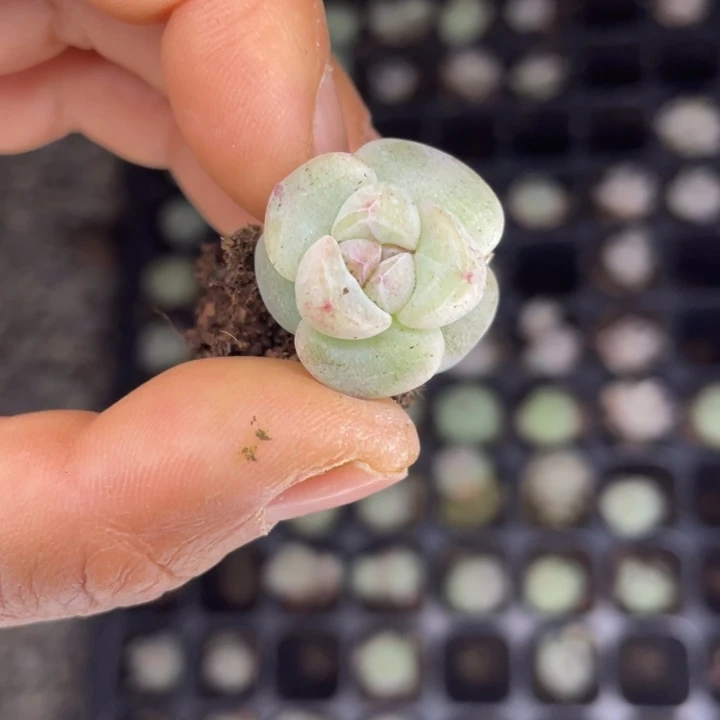 小脸冰玉发5颗满18包邮