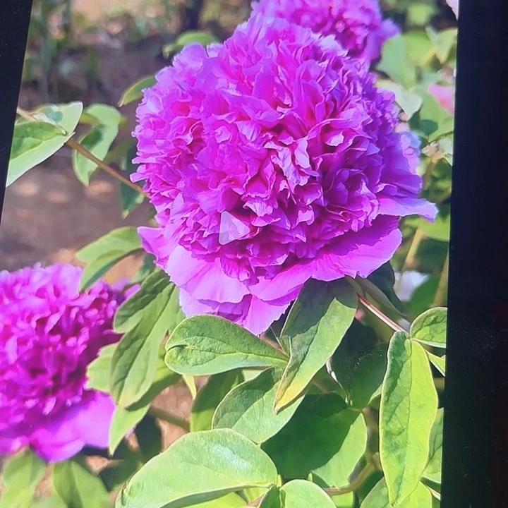 无花朵一物一拍牡丹花苗