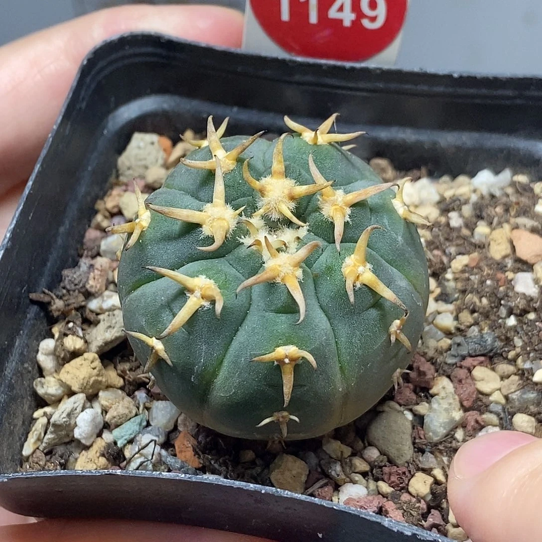 实生豪刺猫爪3.5c cm