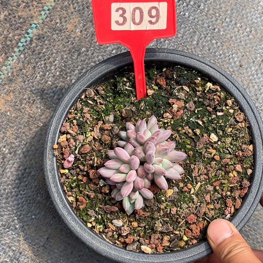 骚****⁵多肉植物虞美人309