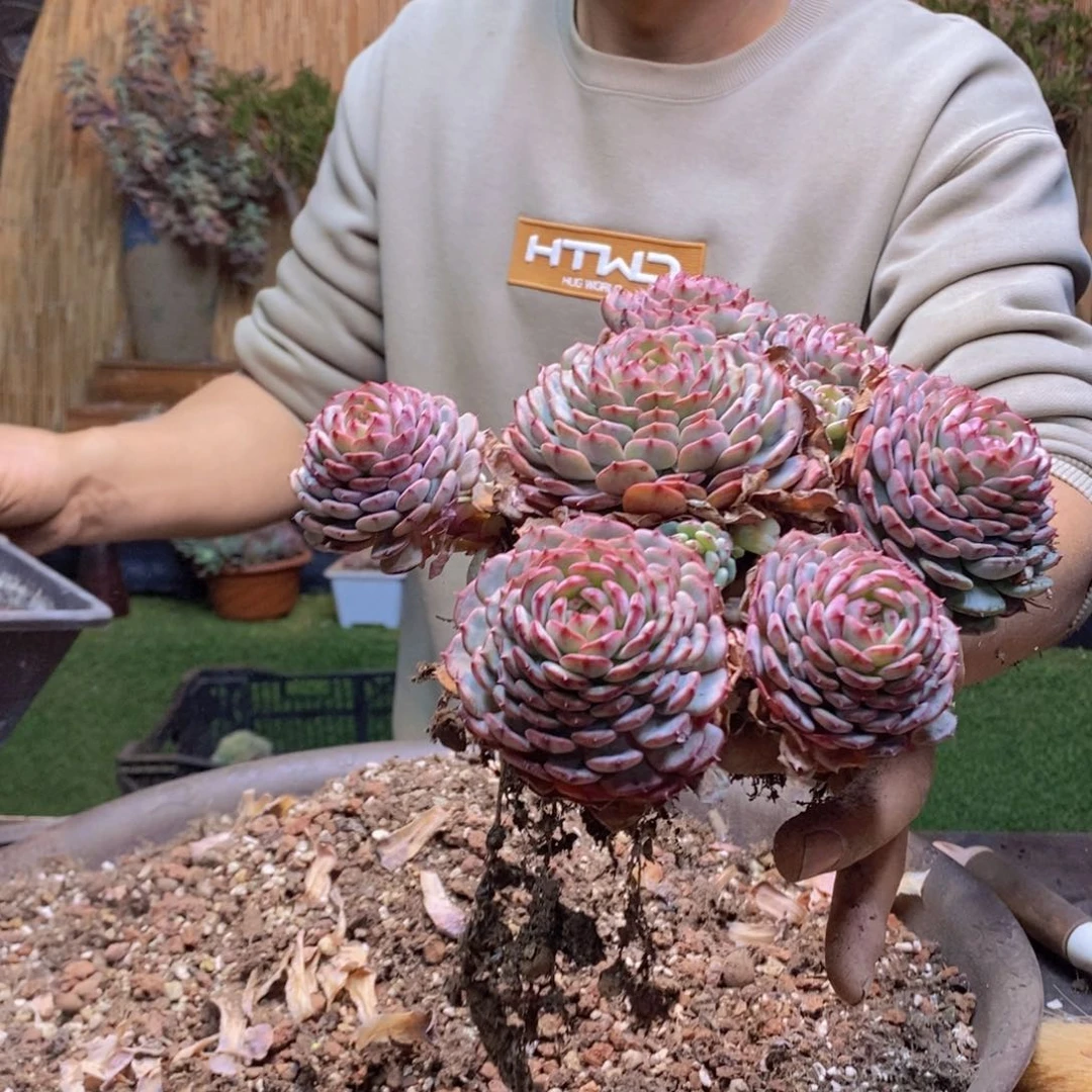 是**呀597 号白胖子多肉