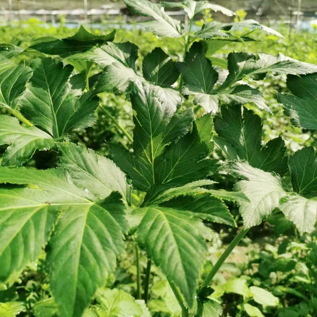 明日叶茶 正品当季无熏硫新货烘干长寿草神仙草