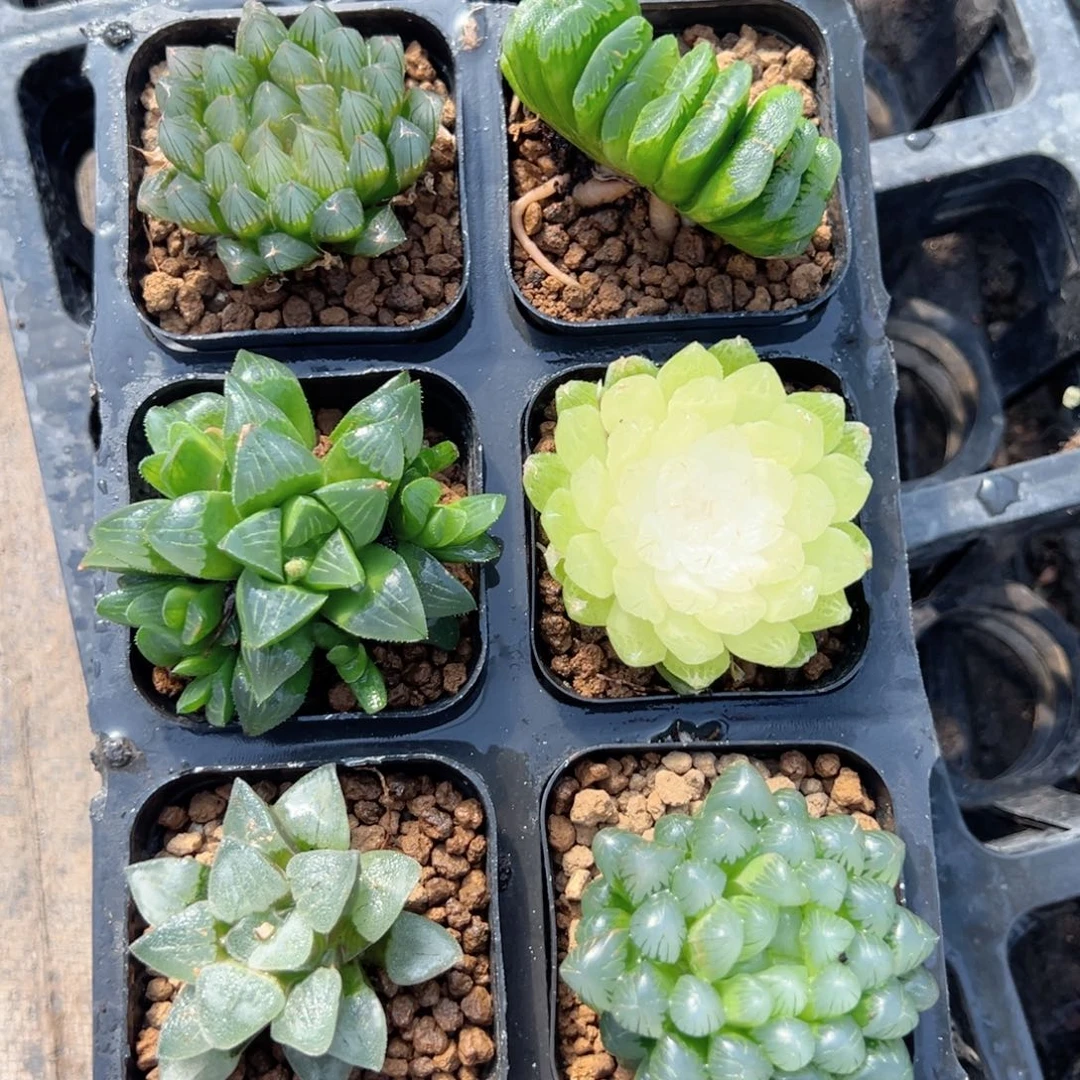 ---六盆套餐多肉---