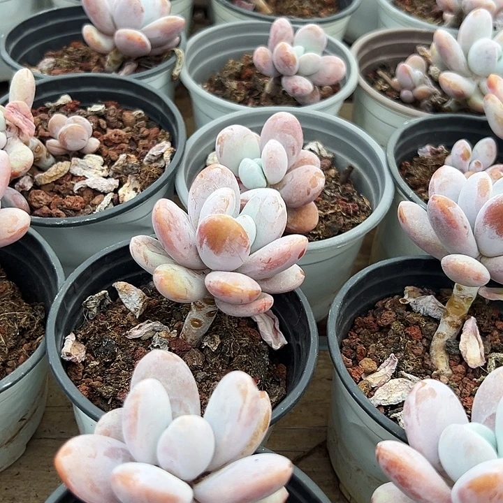 雪美人  福利多多