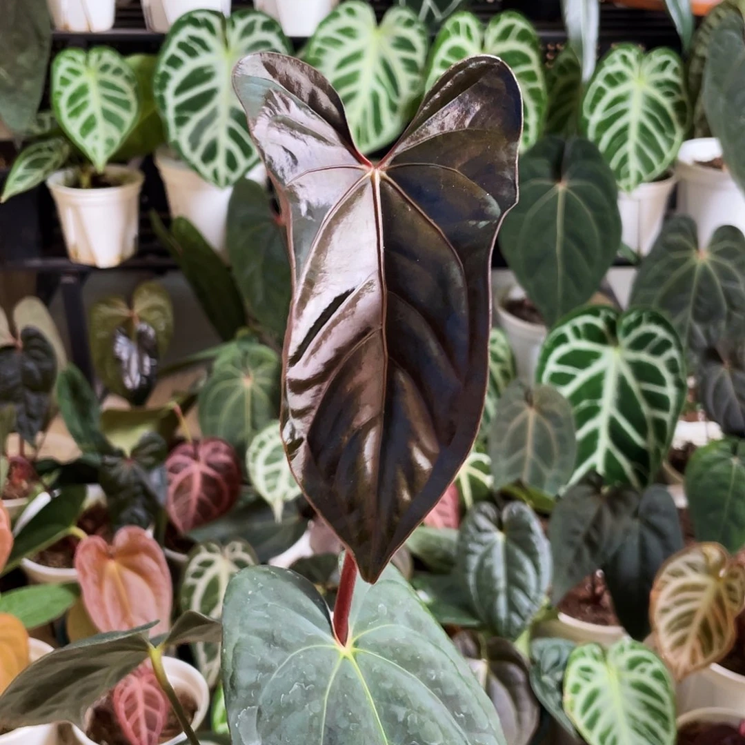 完全开放papi杂希尼亚