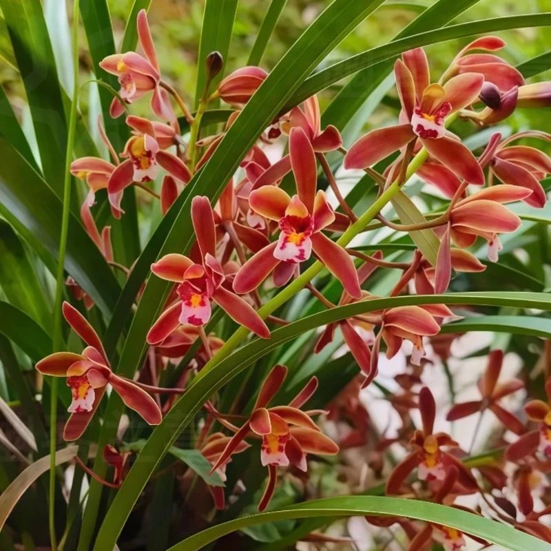 【蜜蜂兰】兰花建兰苗引蜂室内外绿植花卉盆景阳台庭院新手易活