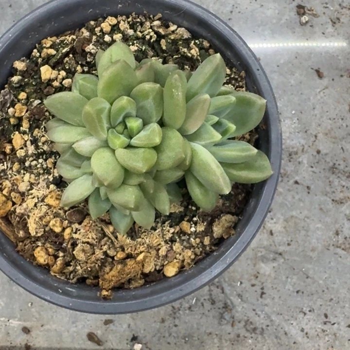 美人杂交 一物一拍