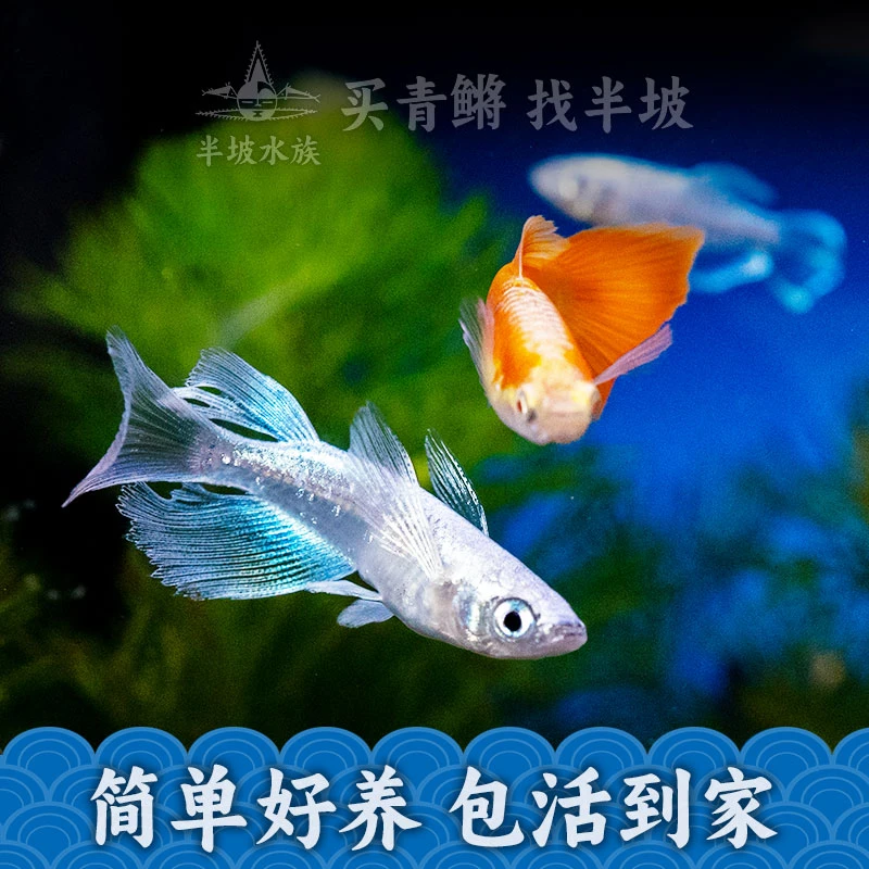 半坡观背青鳉鱼小型冷水广温鱼不加温淡水观赏鱼古法养鱼超萌好物