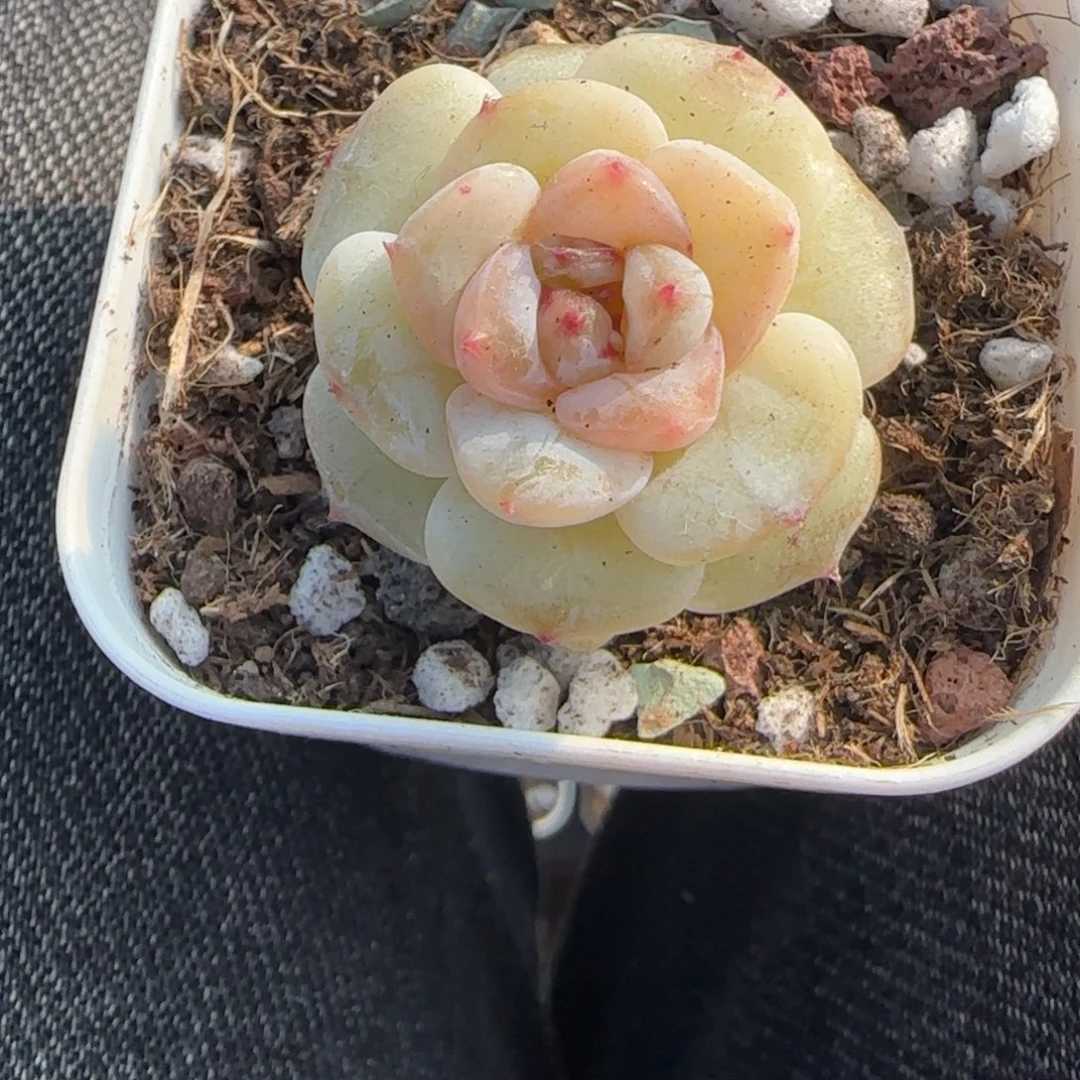 多肉小卡拉米糖心一物一拍