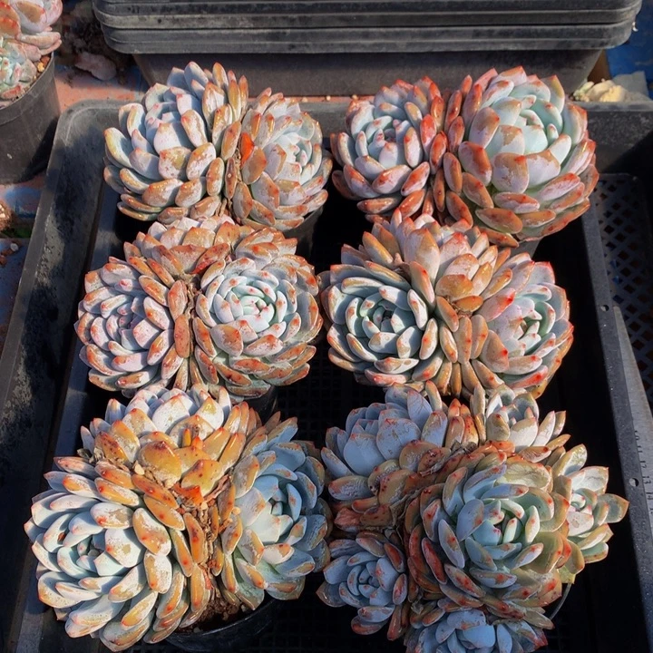 111241六个嗯嗯嗯嗯嗯嗯好喜欢