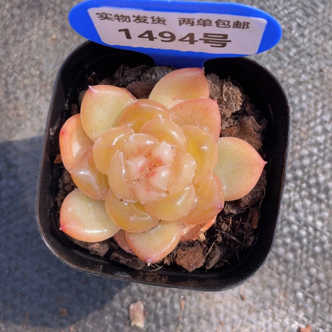1494号 奶油珍妮单头一个