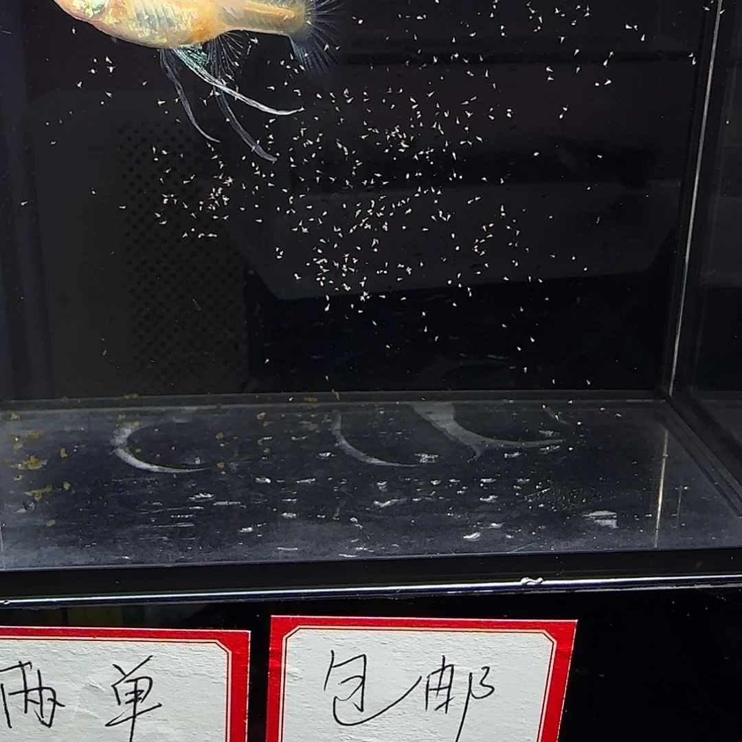 孔雀鱼火烧云大c一对