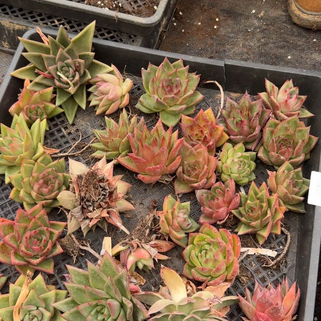 东云一筐量拍23-11