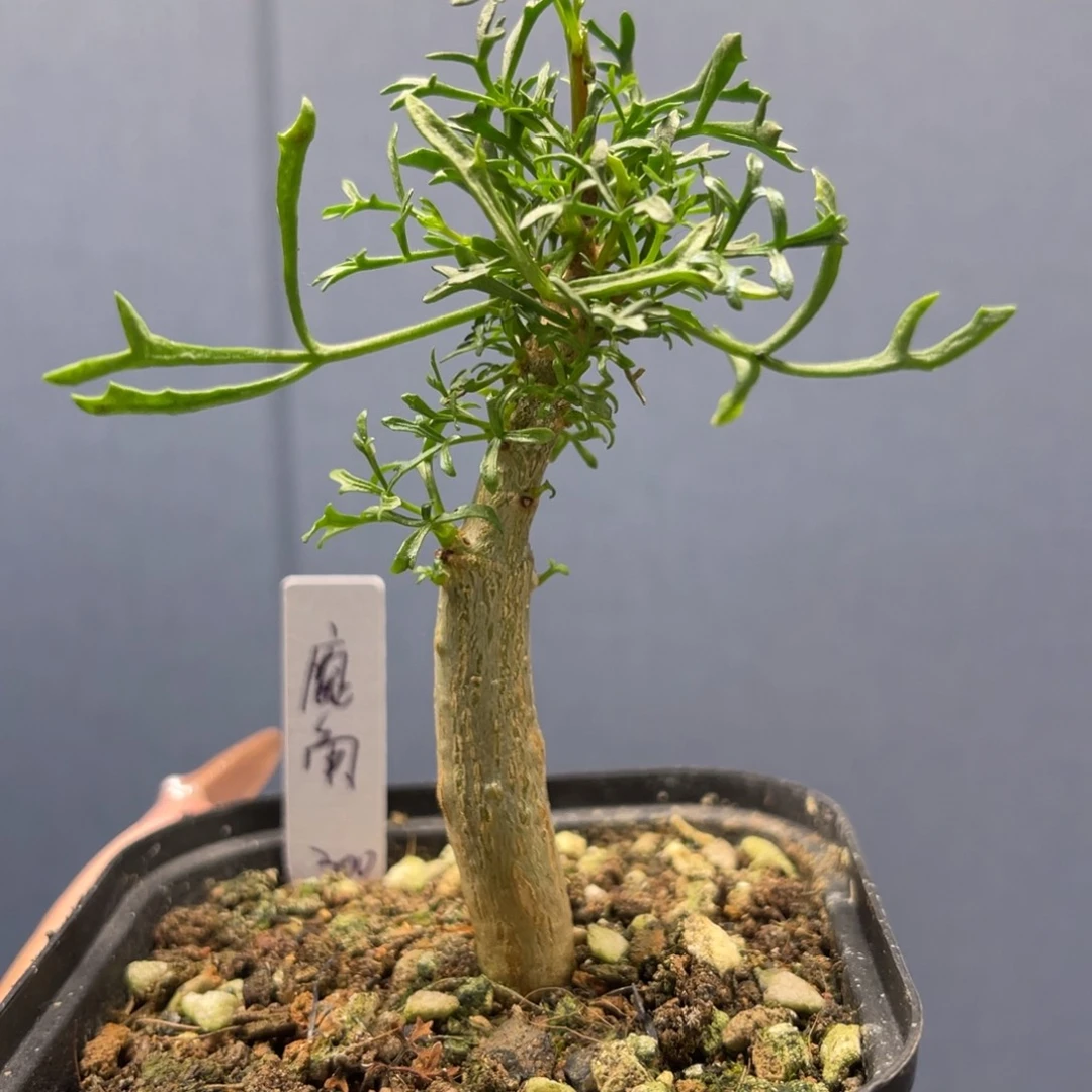 鹿角橄榄实生带盆