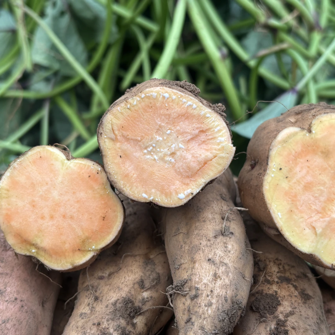 贵州紫云高山红芯红薯地瓜现挖现发软糯香甜五斤装番薯