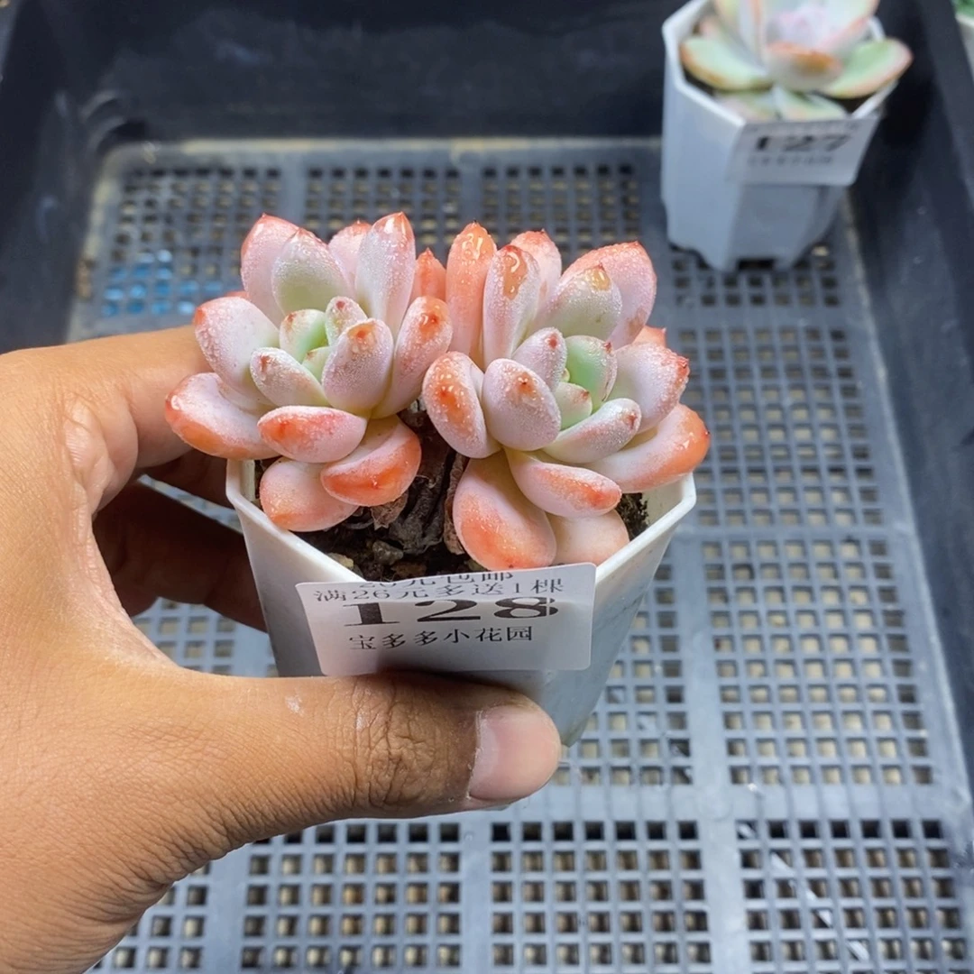 双头星星雪一物一拍满20包邮满26送一颗多肉