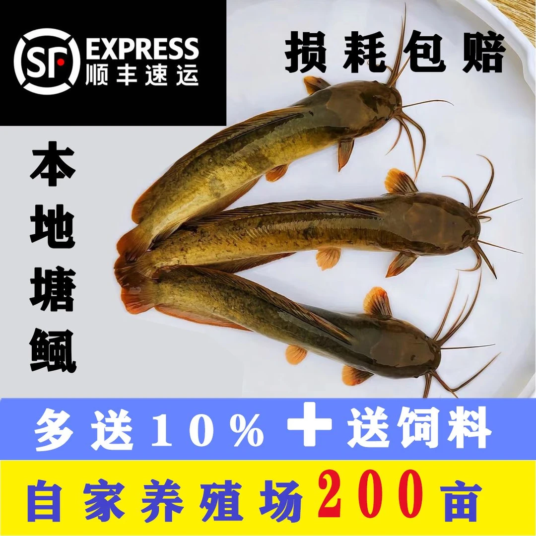 7-10厘米地皇妃一号塘鲺鱼淡水塘活体鱼