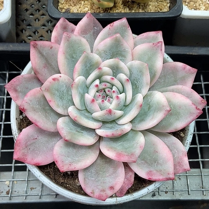 爱丽儿锦多肉植物