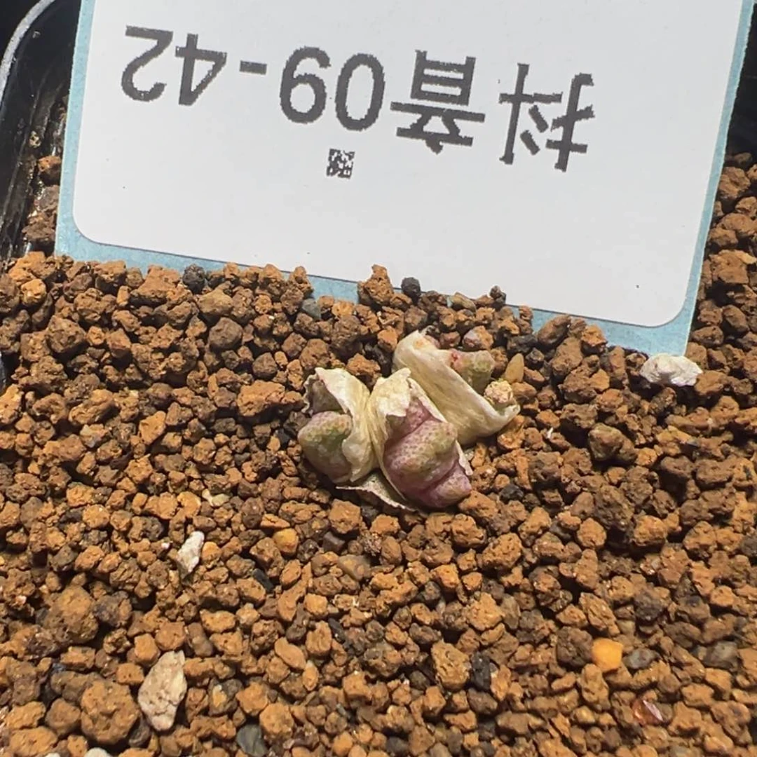 9-42黄金鹿角斑马多肉