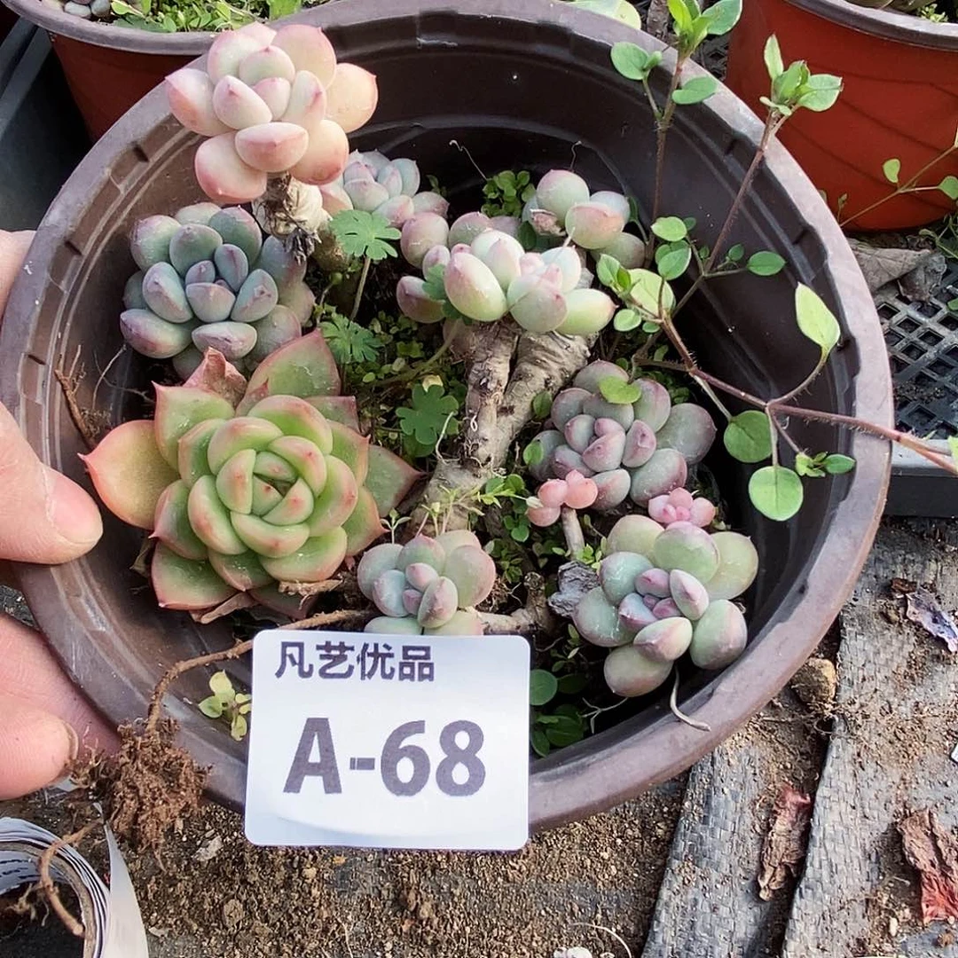 一物一拍A68满9.9包邮