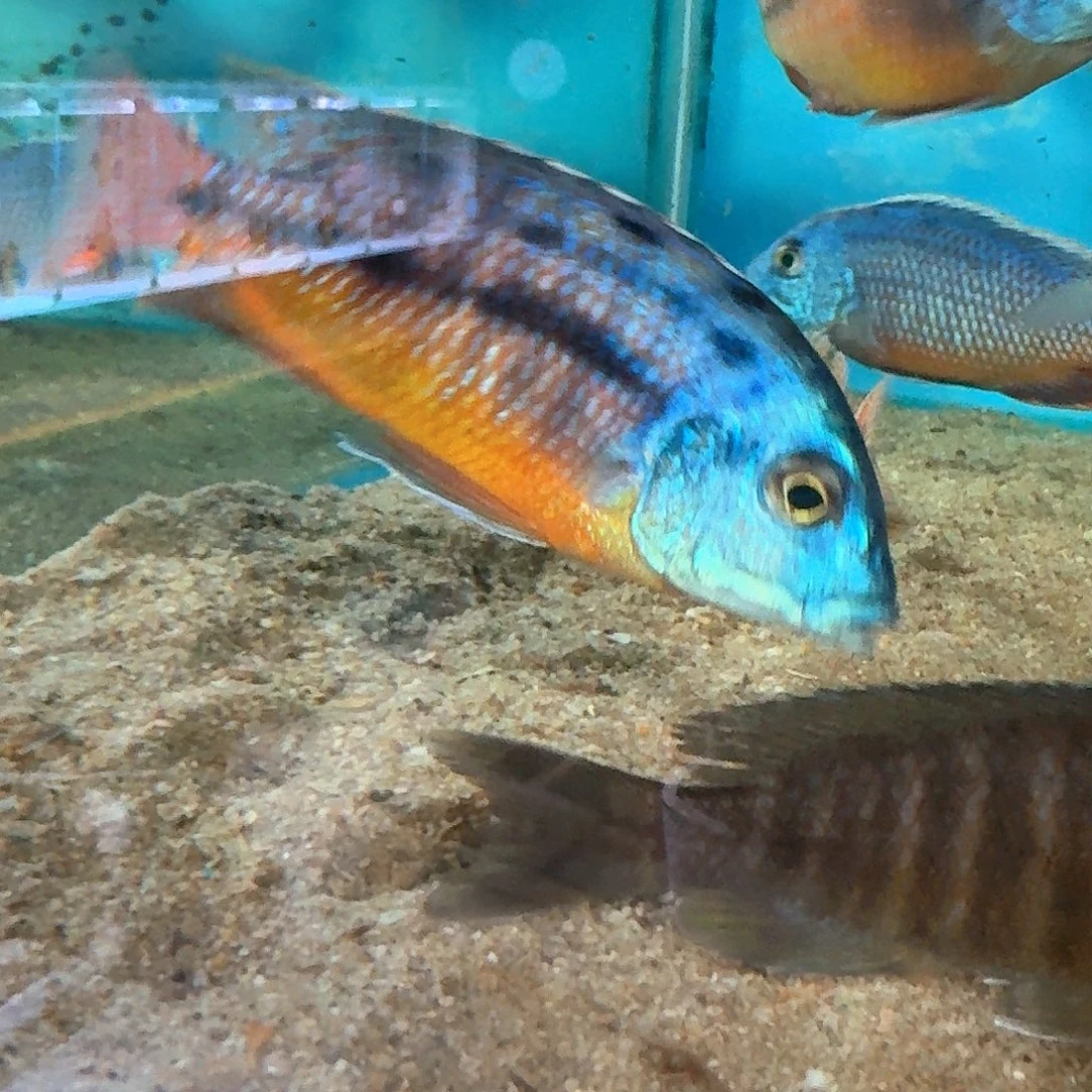 猴***G慈鲷红鹰一条54缸