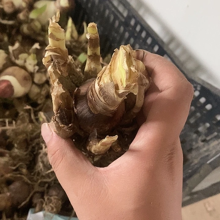 雨后干球两颗朱顶红