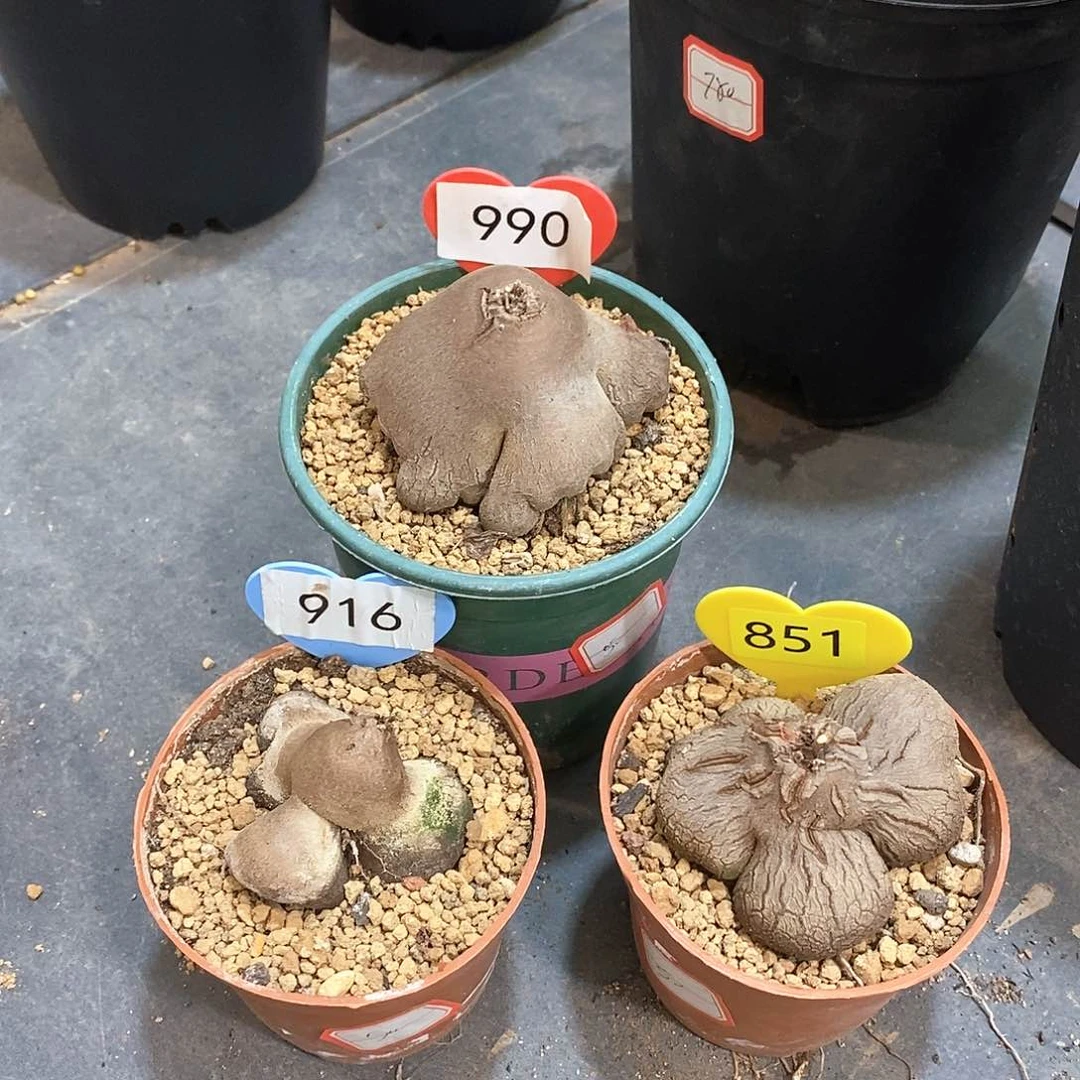 南非龟甲象足龟甲象足