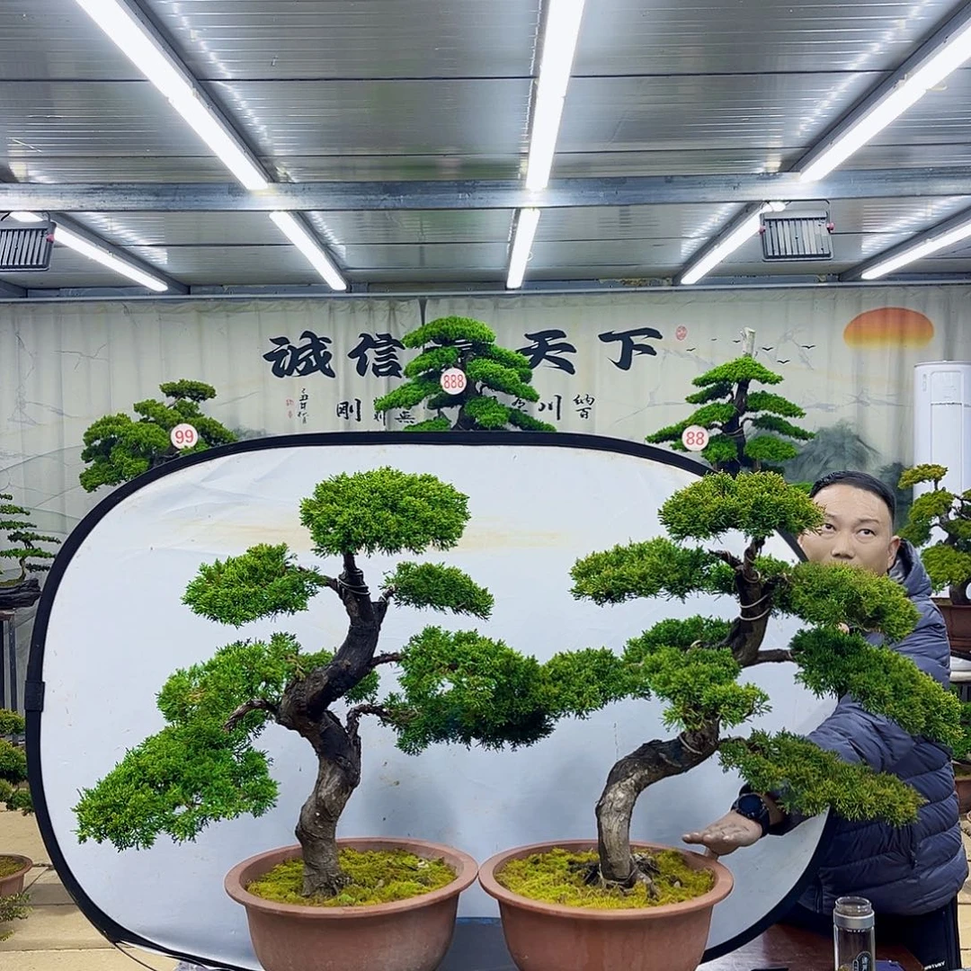 无花朵精品盆景专场直播大放漏