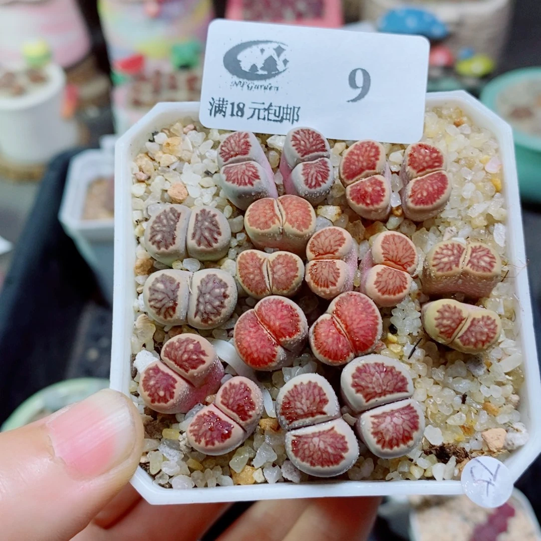 生石花花花花花花花花花9