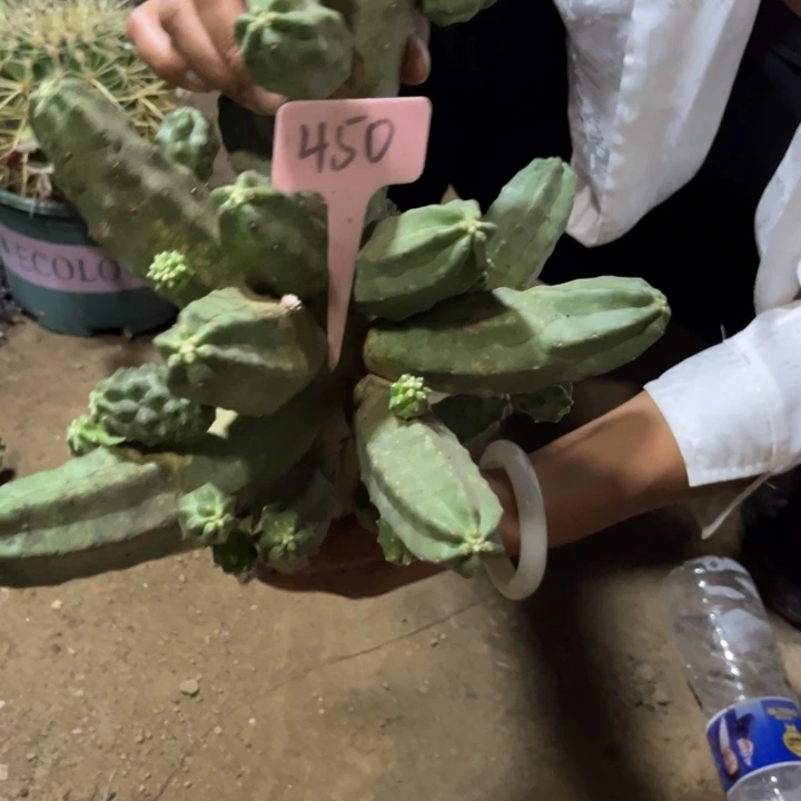 我***主桃太郎无售后450号
