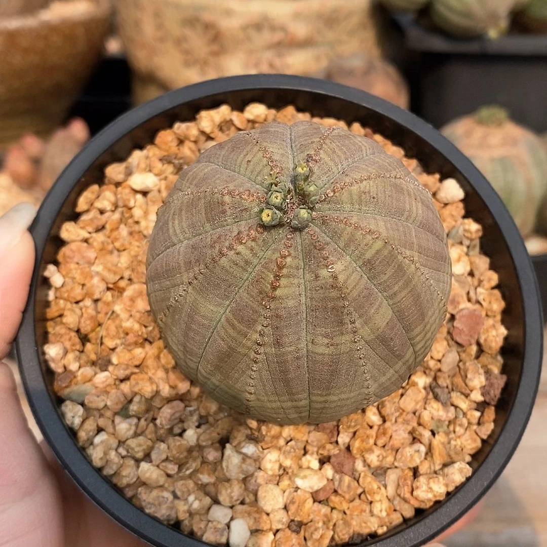 欧系布纹球多肉植物